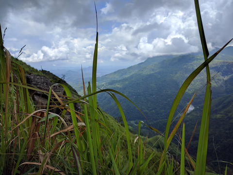 Bild: Nahaufnahme von Gras mit Berg und Wolken im Hintergrund