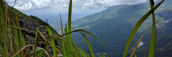 Image: Close-up of grass with mountain and clouds in the background
