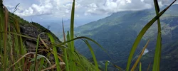 Image: Close-up of grass with mountain and clouds in the background