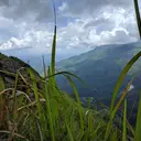 Bild: Nahaufnahme von Gras mit Berg und Wolken im Hintergrund