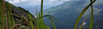 Image: Close-up of grass with mountain and clouds in the background