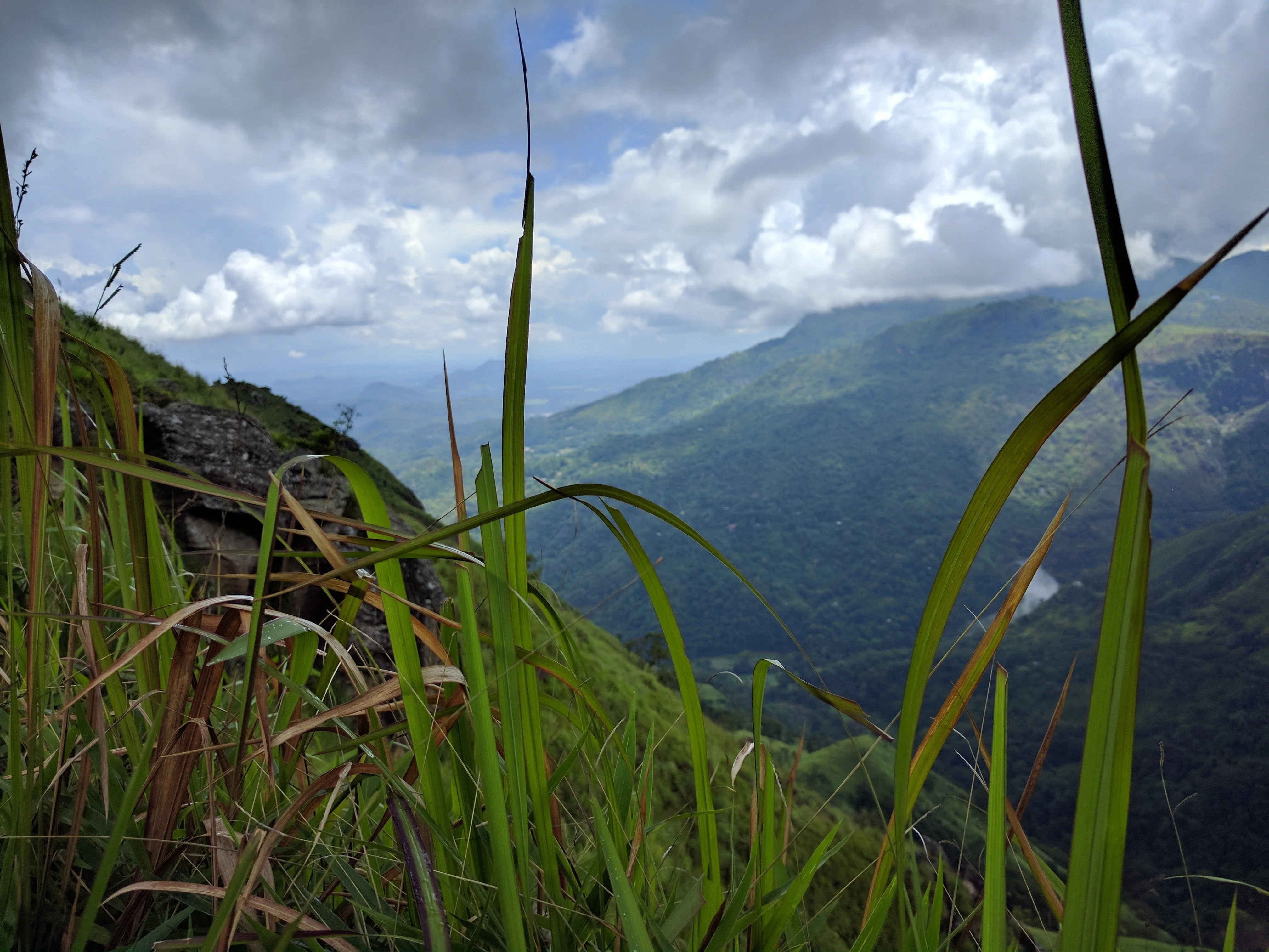 Image: Close-up of grass with mountain and clouds in the background