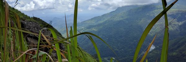 Image: Close-up of grass with mountain and clouds in the background