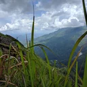 Image: Close-up of grass with mountain and clouds in the background
