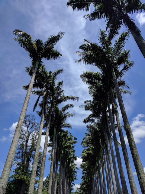 Bild: Palmenallee