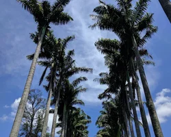 Bild: Palmenallee