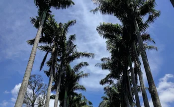 Bild: Palmenallee