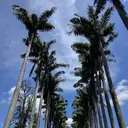 Image: Avenue of palm trees