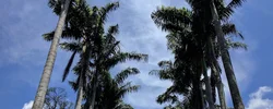 Image: Avenue of palm trees