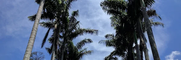 Image: Avenue of palm trees