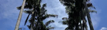 Image: Avenue of palm trees