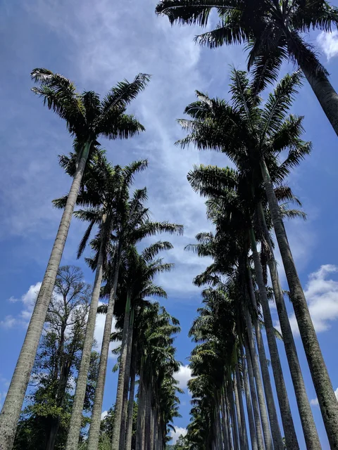 Image: Avenue of palm trees