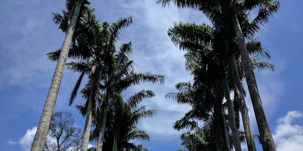 Bild: Palmenallee
