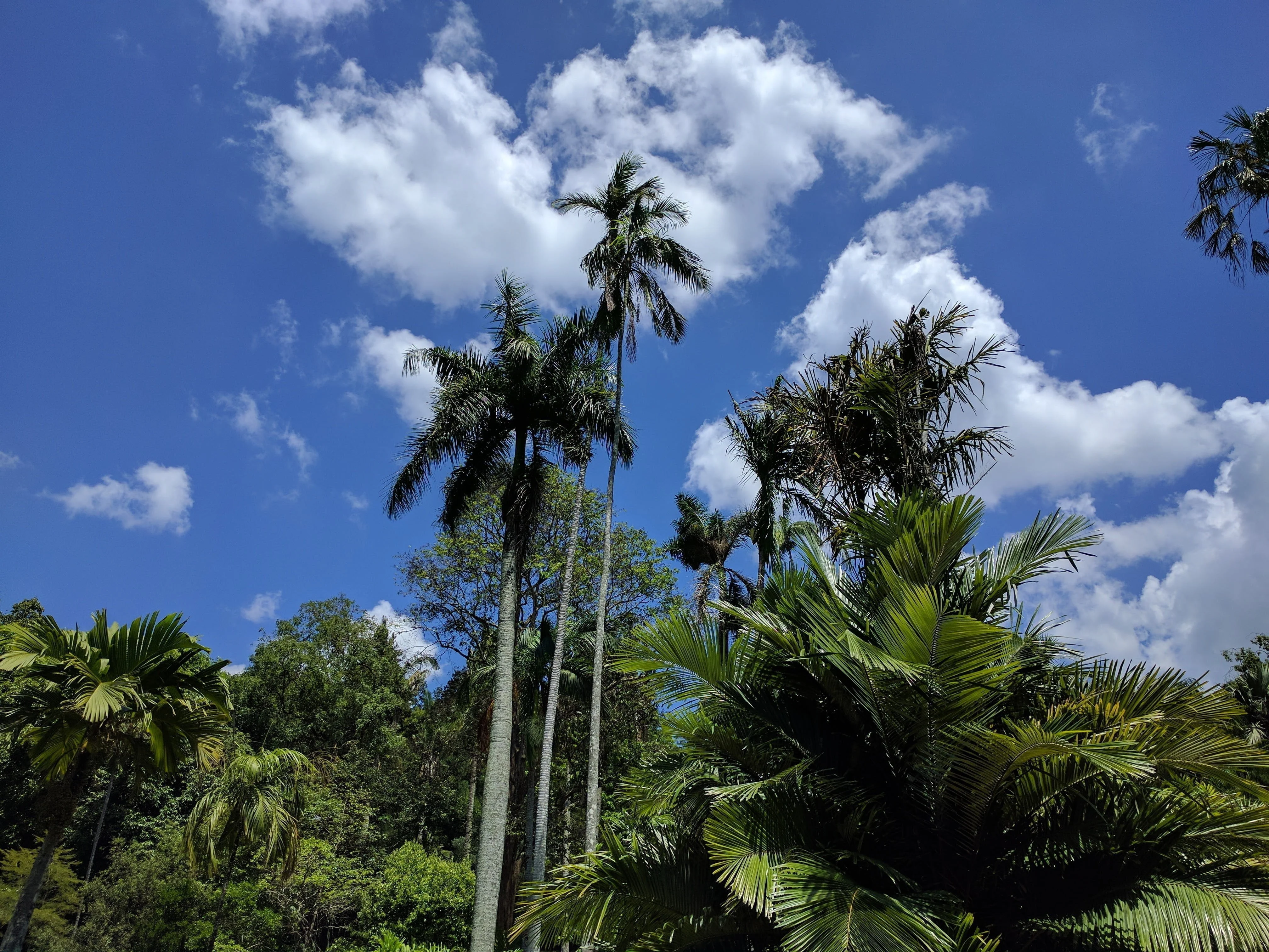 Image: Palm trees from below with cloudy sky