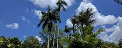 Image: Palm trees from below with cloudy sky
