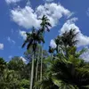 Image: Palm trees from below with cloudy sky