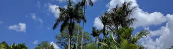 Image: Palm trees from below with cloudy sky
