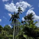 Image: Palm trees from below with cloudy sky