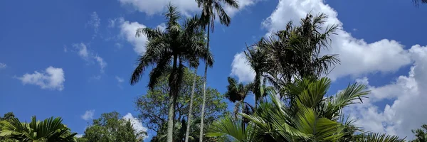 Image: Palm trees from below with cloudy sky