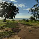 Image: Tree in sunlight with lake and sky in the background