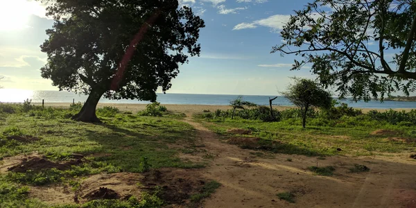 Bild: Baum im Sonnenlicht mit See und Himmel im Hintergrund