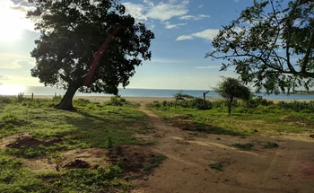 Bild: Baum im Sonnenlicht mit See und Himmel im Hintergrund
