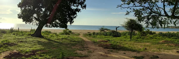 Image: Tree in sunlight with lake and sky in the background