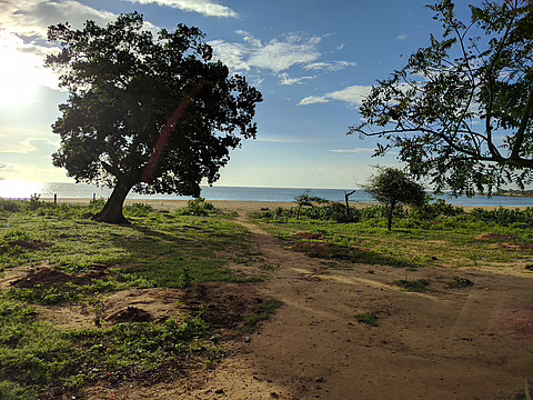 Bild: Baum im Sonnenlicht mit See und Himmel im Hintergrund