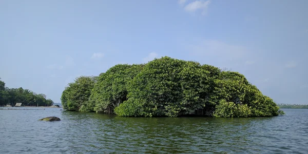 Bild: Kleine, bewaldete Insel im Meer