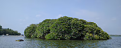 Bild: Kleine, bewaldete Insel im Meer