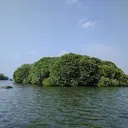 Image: Small, wooded island in the sea