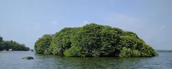 Image: Small, wooded island in the sea
