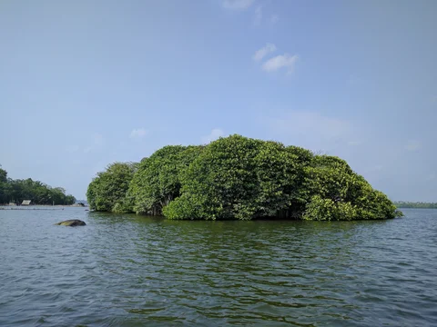 Image: Small, wooded island in the sea