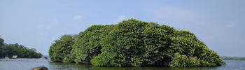 Bild: Kleine, bewaldete Insel im Meer