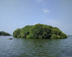 Bild: Kleine, bewaldete Insel im Meer