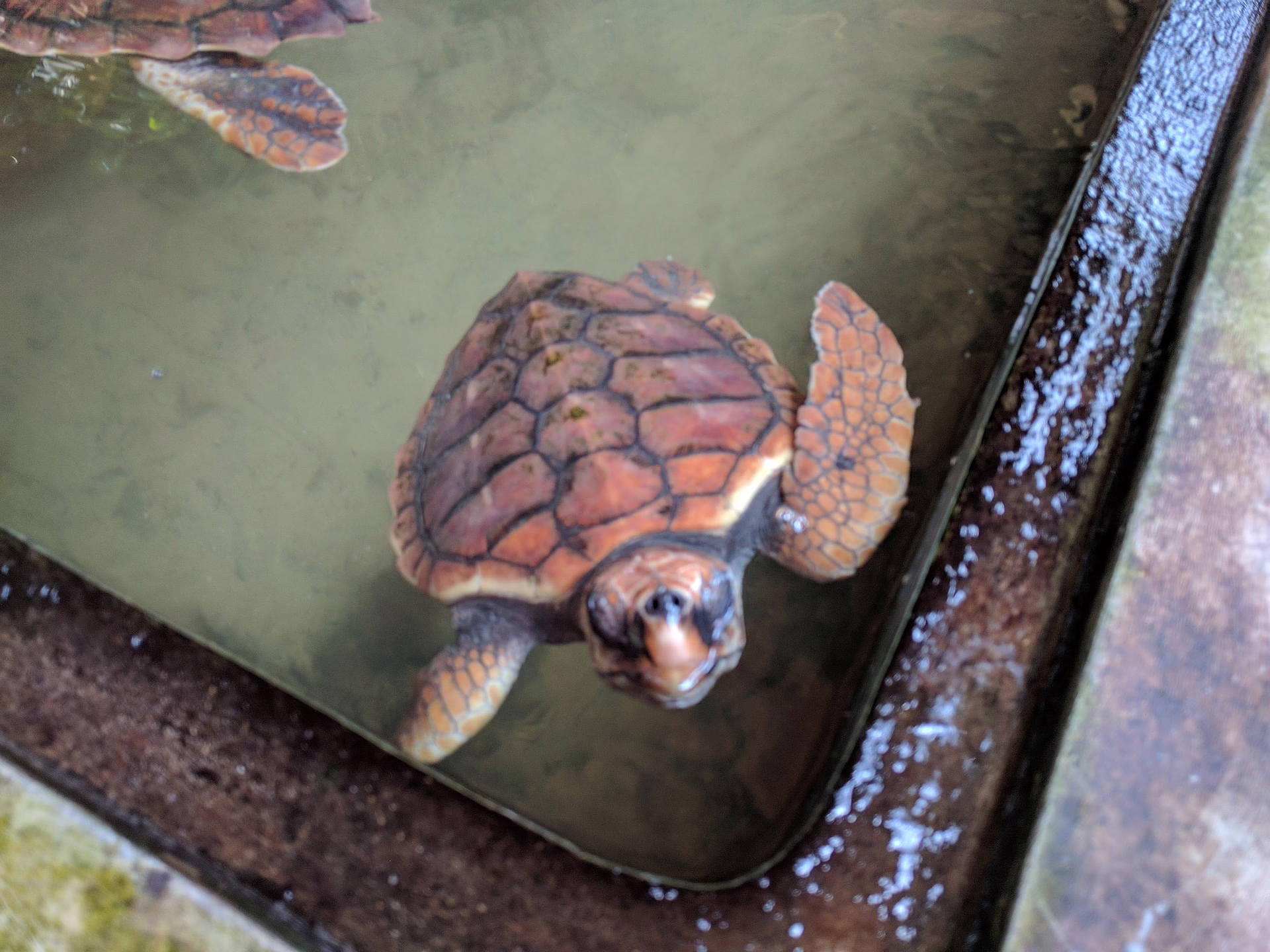 Image: Water turtle in a water basin