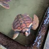 Bild: Wasserschildkröte in einem Wasserbecken
