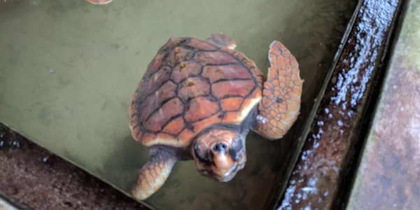 Bild: Wasserschildkröte in einem Wasserbecken