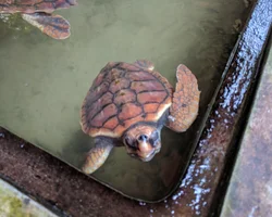 Bild: Wasserschildkröte in einem Wasserbecken