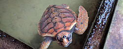 Bild: Wasserschildkröte in einem Wasserbecken