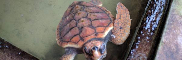 Image: Water turtle in a water basin