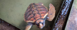 Bild: Wasserschildkröte in einem Wasserbecken