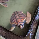 Image: Water turtle in a water basin