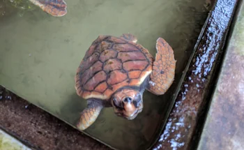 Bild: Wasserschildkröte in einem Wasserbecken