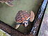 Image: Water turtle in a water basin
