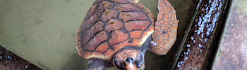 Bild: Wasserschildkröte in einem Wasserbecken