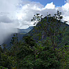 Panoramabild: Berge und Wald