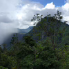 Panoramabild: Berge und Wald