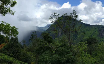 Panoramabild: Berge und Wald