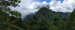Panoramabild: Berge und Wald